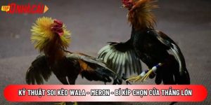 Kỹ thuật soi kèo Wala – Meron – Bí kíp chọn cửa thắng lớn
